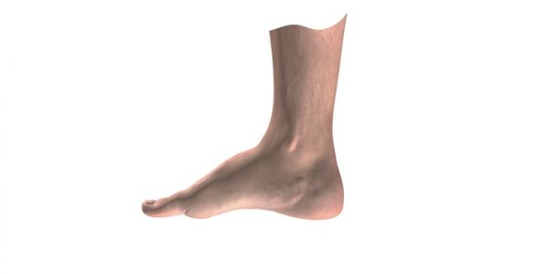 Illustration of foot showing high arches
